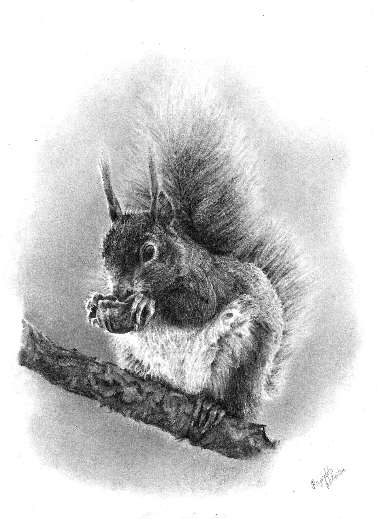 Hand-drawn graphite art of red squirrel on a tree nibbling a nut, fine art print inspured by the scottish highlands' woodland wildlife.
home-accessories wall-art prints nature-print poppies-print fine-art scottish-art unique-gift unique-art animal-lover