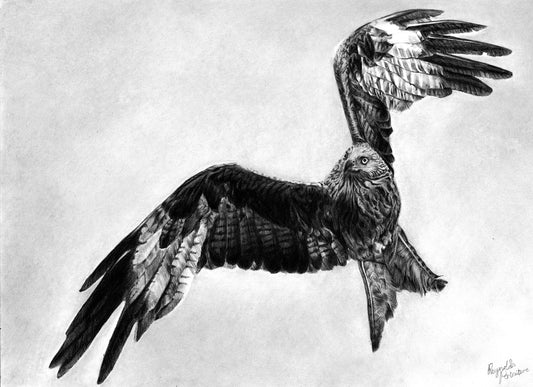 Graphite drawing of a red kite mid flight over Scottish Highlands, wings arched as if soaring, looking left. Fine art giclée print from the Highland Echoes Collection capturing motion, grace and quiet beauty.

home-accessories wall-art prints nature-print poppies-print fine-art scottish-art unique-gift unique-art animal-lover