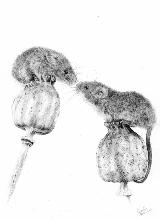 Whimsical graphite drawing of two mice balancing on poppies, almost touching noses. Fine art capturing tender wildlife moments.

Mouse print  mice print  home-accessories wall-art prints nature-print poppies-print fine-art scottish-art unique-gift unique-art animal-lover birthday-present-for-animal-lover christmas-present-for-animal-lover